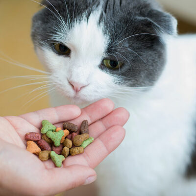 DIY No-Bake Cat Treats