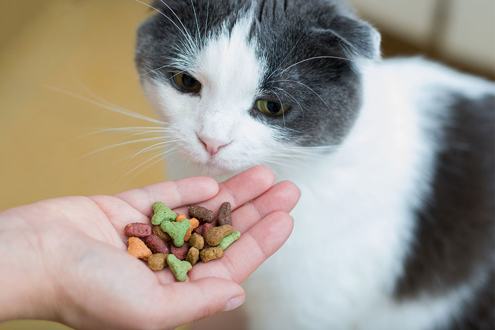 DIY No-Bake Cat Treats