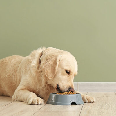 Easy Eating Tips to Improve Dog Health