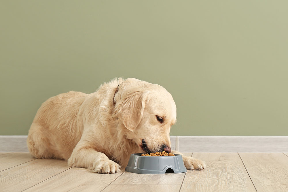 Easy Eating Tips to Improve Dog Health