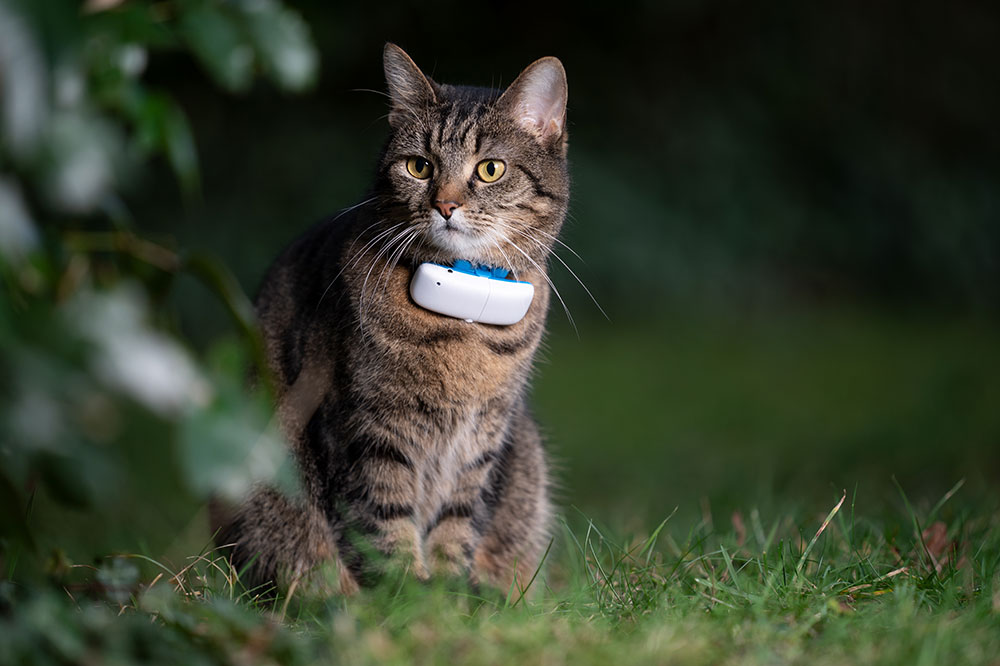 The 5 Best GPS Trackers for Pets