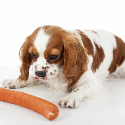 4 Common Food Allergy Triggers in Dogs