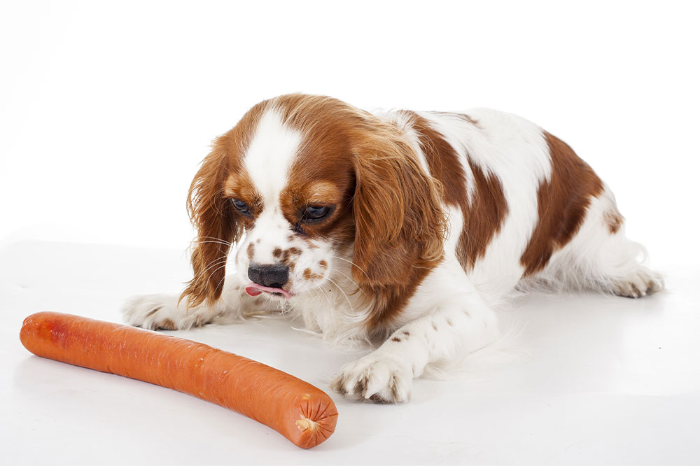 4 Common Food Allergy Triggers in Dogs