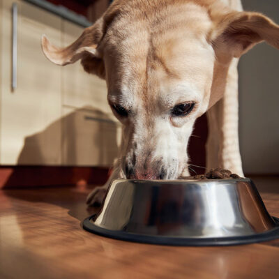 5 Dog Food Brands for Sensitive Stomachs