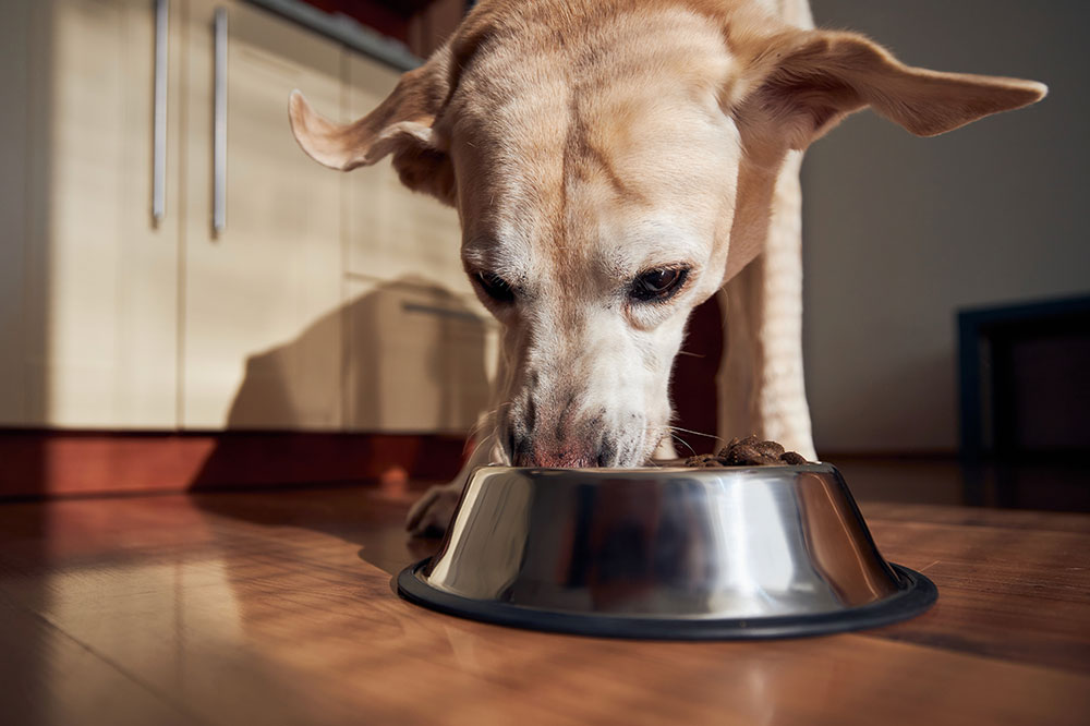 5 Dog Food Brands for Sensitive Stomachs